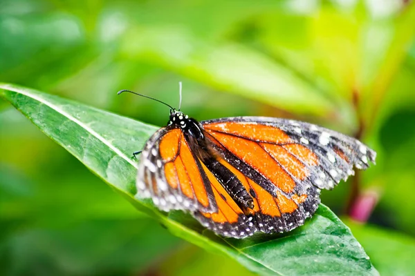 Una mariposa monarca posada sobre una hoja. Es una Linda Mariposa naranja