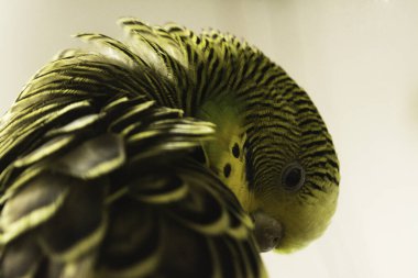 Un lindo periquito australiano haciendo la espiral de fibonacci