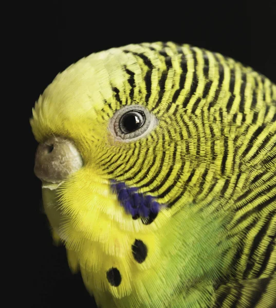 Un lindo pajaro, un periquito australiano. Este es un retrato de un pajarito.