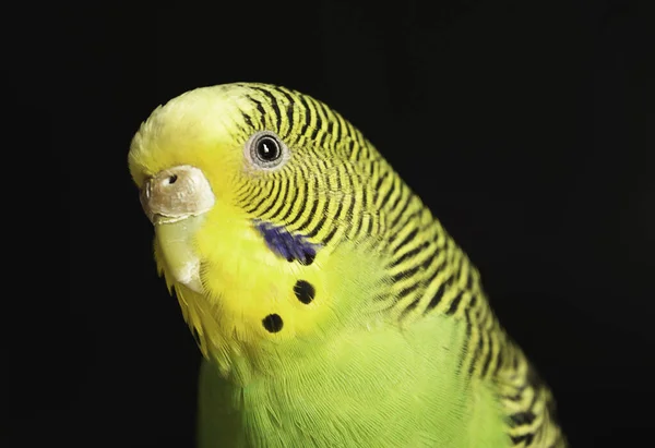 Un lindo pajaro, un periquito australiano. Este es un retrato de un pajarito.
