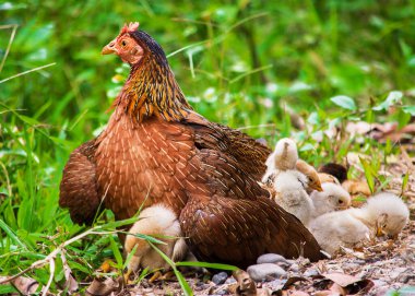  La gallina con sus pollos. gallina de campo con sus pollitos en la granja clipart