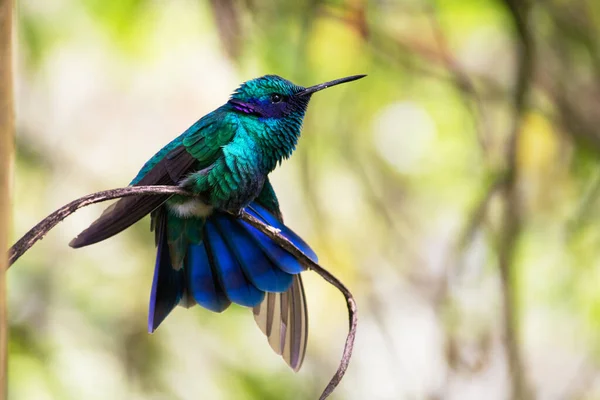 Hermoso Colibri Descanzando Estirando Sus Tyvärr Este Hermoso Colorido Pajaro — Stockfoto