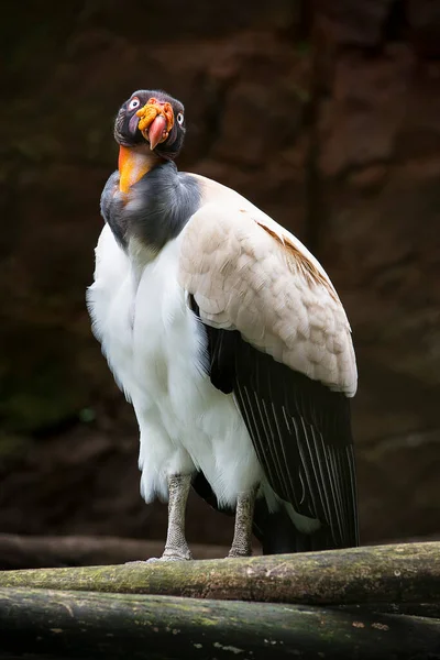Esta gran ve un conocido como condor real o sarcoramphus papa, es un retrato de un ave.