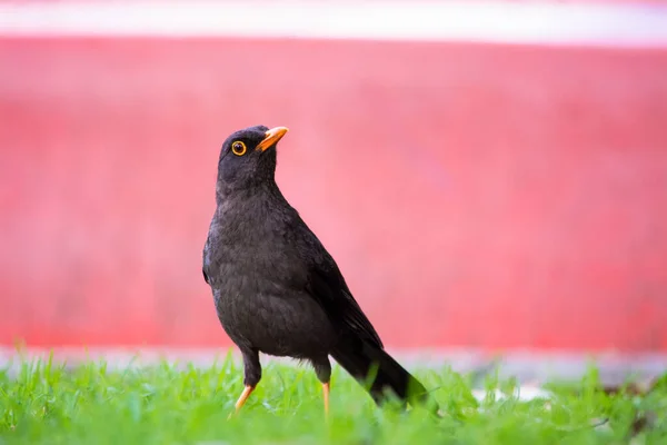 Mirla sobre el cesped del parque mirandonos. Este mirlo esta parado en el jardin. Este pijaro negro es un Turdus merula.
