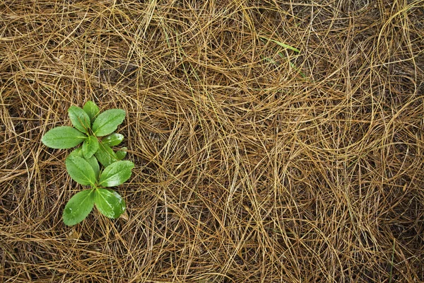 Hojas verdes ayık naranja. lindos retoos verdes