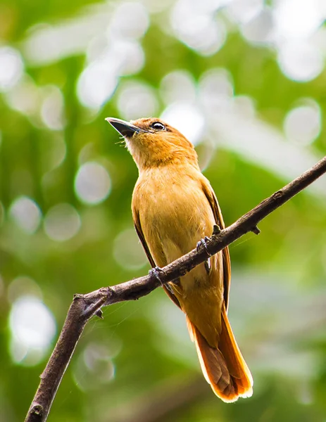 Amarilla sobre una rama observando la naturaleza. Es un lindo pequeo pajaro amarillo