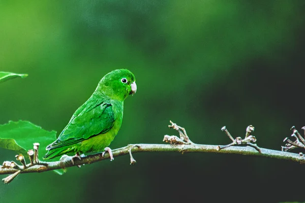 Bir lindo periquito verde. Un lorito posado sobre una rama.