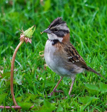 Gorrin Copetn comiendo un insecto al lado de una flor. Tambin conocido como Zonotrichia capensis