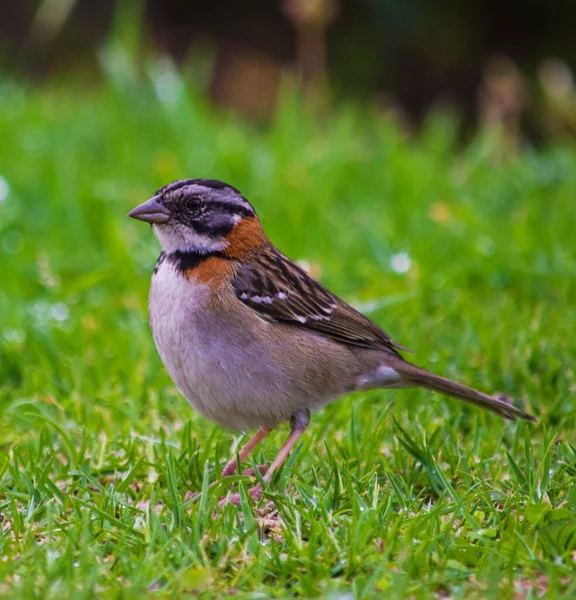 Gorrin Copetn hembra caminando on el pasto. Tambien conocido como Zonotrichia capensis