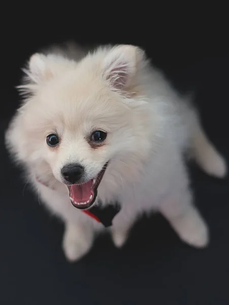 Perro Sonriendo Lindo Retrato Perro Pomerania Con Fondo Negro — Zdjęcie stockowe