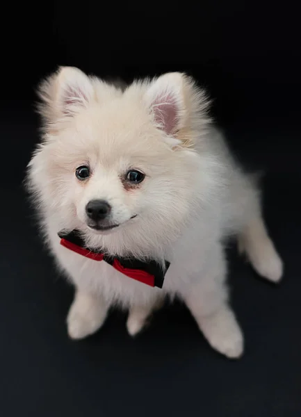 Tierno perrito pomerania kachorro. Es un lindo retrato canino con fondo negro. Lindo perro con corbatin