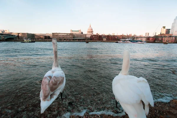 Jóvenes Cisnes Río Támesis Pauls Londres Reino Unido — Foto de Stock