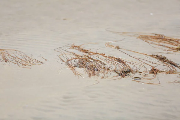 Spiaggia Sulla Spiaggia Acqua Sabbia Dune Sabbia Ambrata — Foto Stock