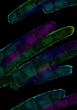 Poster, Broşür, Reklam, Plaket, Davetiye Kartı, Müzik Festivali, Gece Kulübü, İniş Sayfası