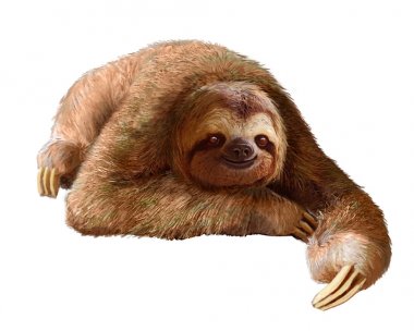 Happy sloth on white background clipart