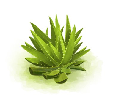 beyaz zemin üzerine yeşil aloe