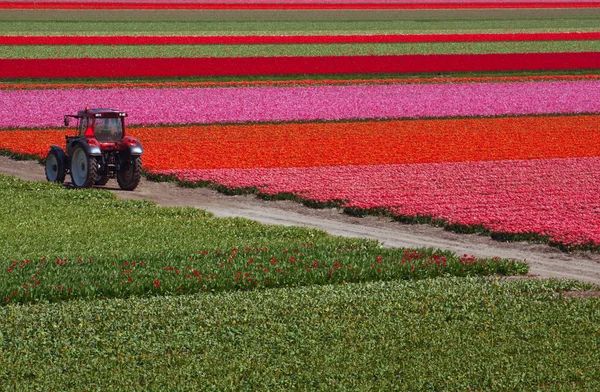 Tractor on the tulips field.