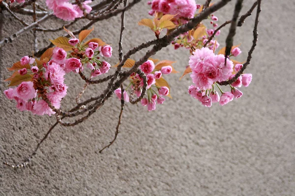 Beautiful Cherry blossom , pink sakura flower on a concrete background — Stock Photo, Image