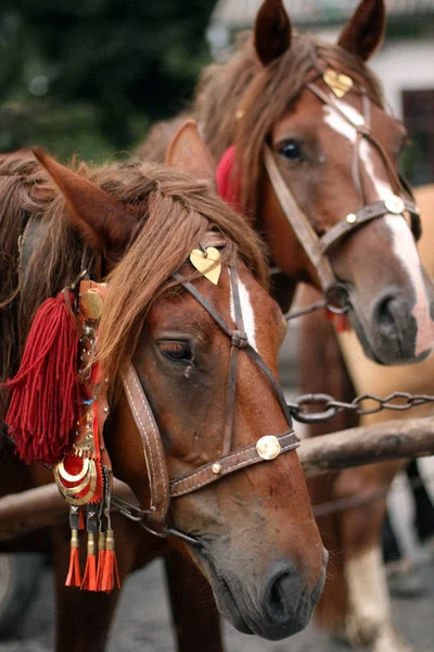 Красивая лошадь с уздечкой (Украина) ) — стоковое фото