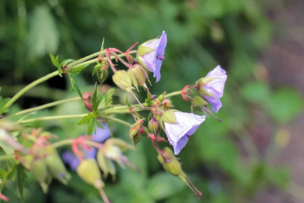 Beautiful spring background with campanula bell flower after rain — Stock Photo, Image