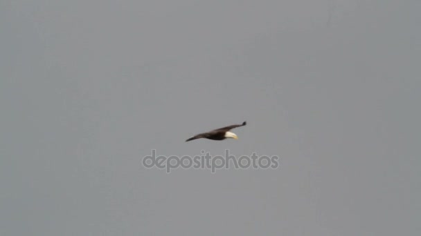 회색 하늘 통해 비행 하는 대머리 독수리 — 비디오
