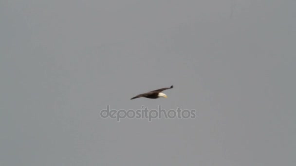 Bald eagle vliegen door grijze lucht — Stockvideo