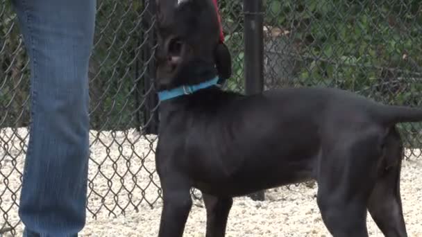 Sevimli köpek yavrusu dışında hayvan barınağında çocuk parkı içinde — Stok video