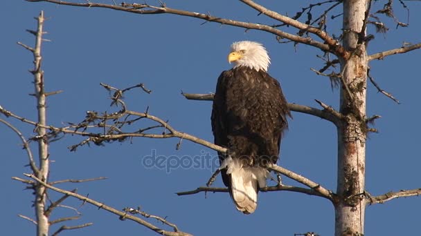 American bald eagle perched on dead spruce tree branch — Stock Video