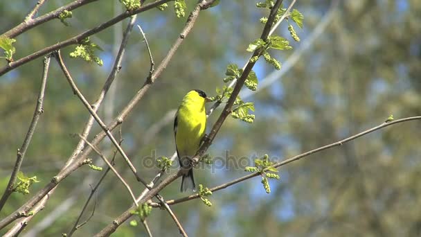 American goldfinch in tree — Stock Video