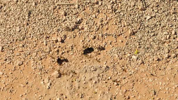 Karıncalar üzerinde tepe timelapse — Stok video