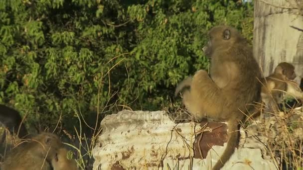Baboon sitting on pole — Stock Video