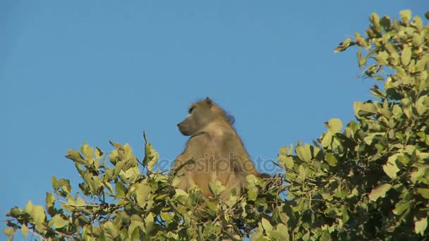 Μπαμπουίνος κάθεται στην κορυφή του δέντρου — Αρχείο Βίντεο