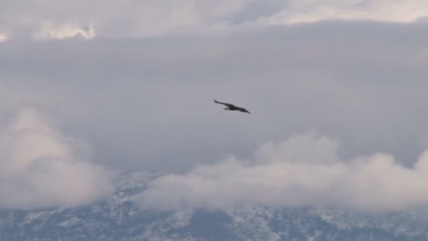 Weißkopfseeadler fliegt in der Nähe schneebedeckter Berge — Stockvideo