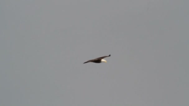 Лысый орлан летит по серому небу — стоковое видео