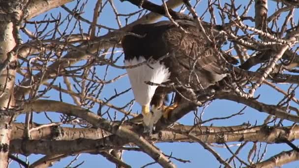 Φαλακρός αετός που τρώει ψάρια στο cottonwood δέντρο — Αρχείο Βίντεο
