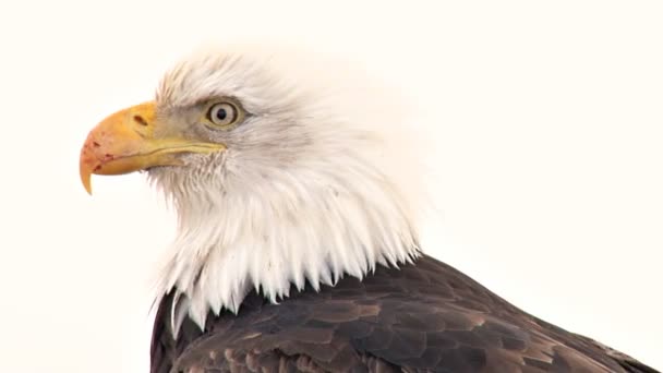 Bald eagle with scarred beak looking around — Stock Video