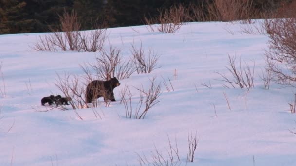 Bear cubs and mother walking through snowy wilderness — Stock Video