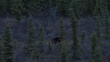 siyah ayı karanlık yukon toprakları ormanda yürüyüş