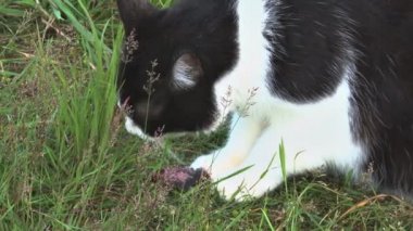 kedi bir fare çim yeme
