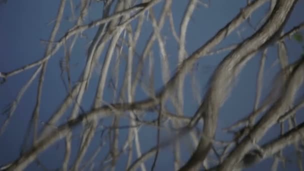 Птицы, летящие из отражения древесной воды — стоковое видео