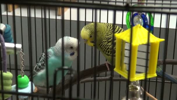 Pájaros uno al lado del otro en jaula — Vídeos de Stock