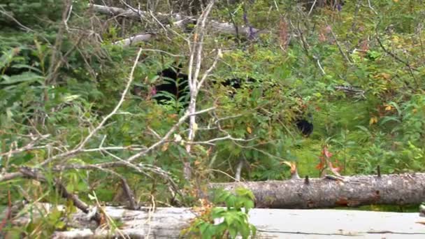 Schwarzbär im Wald — Stockvideo