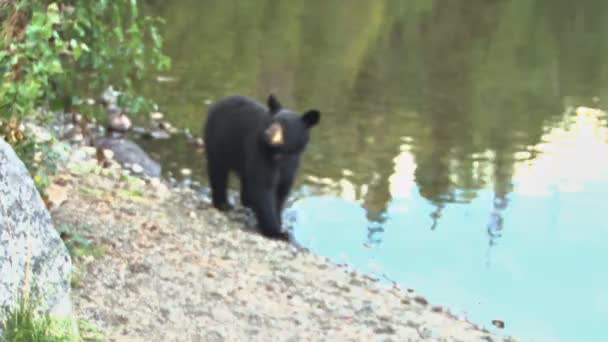 Urso preto em pé junto à costa do lago foge — Vídeo de Stock