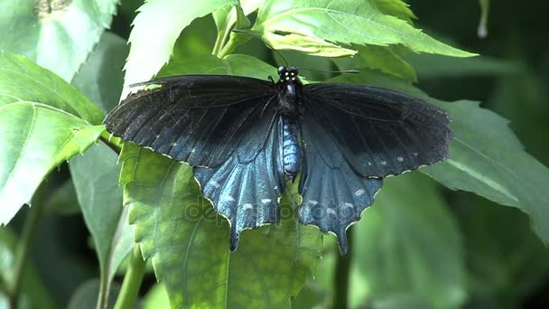 Blauer und schwarzer Schmetterling aus nächster Nähe — Stockvideo