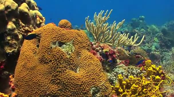 Peces de colores brillantes alrededor del arrecife de los fondos marinos — Vídeo de stock