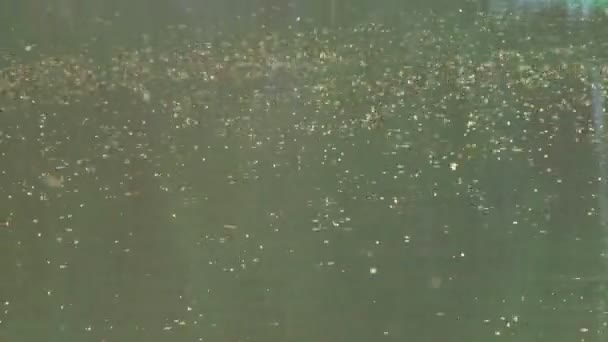 Insectes volant au-dessus de l'eau — Video