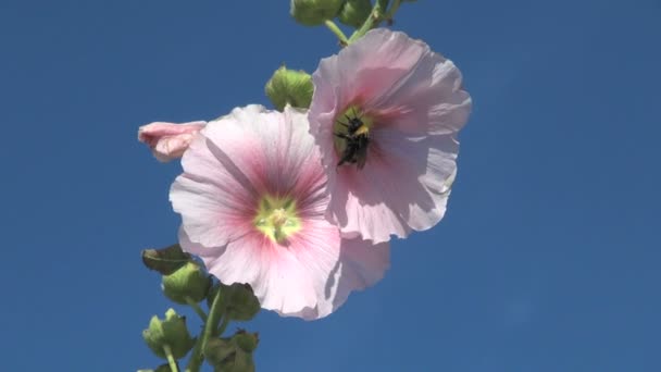 Hummel fliegt um zwei rosa Blüten — Stockvideo