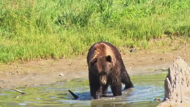 Бурый медведь ходит в воде — стоковое видео