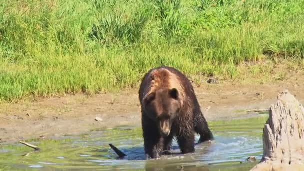 Oso marrón caminando en el agua — Vídeo de stock