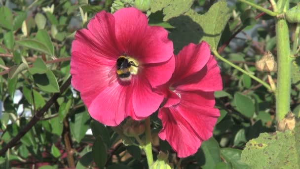 Bumblebee on beautiful pink flower — Stock Video